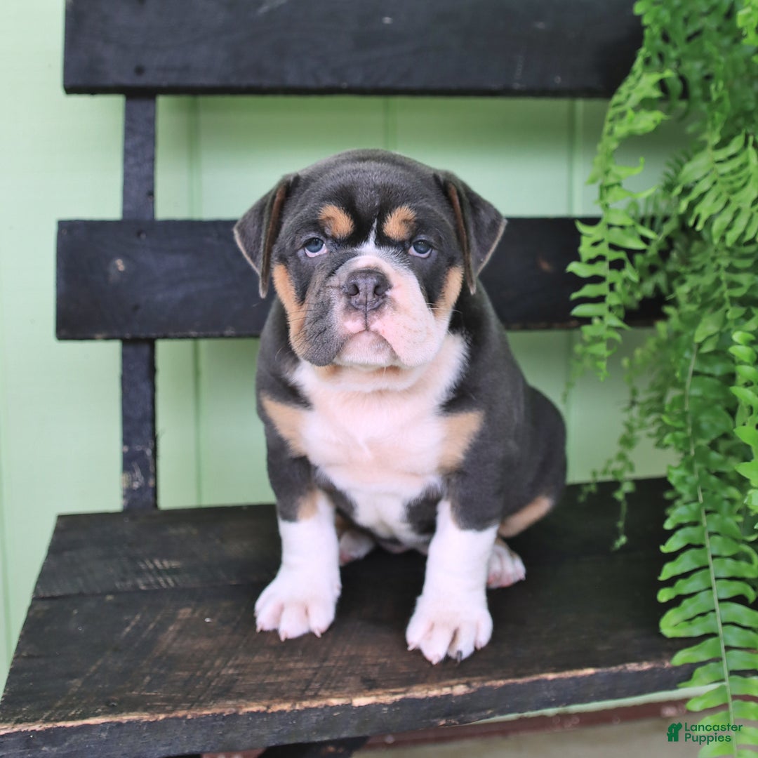 Olde English Bulldogge dogs for sale: Rosie - Image 3