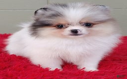 Pomeranian dogs for sale: Sparkle - Image 4