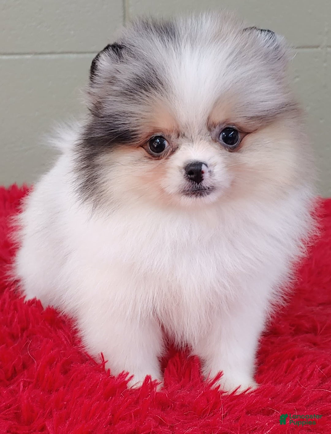 Pomeranian dogs for sale: Sparkle - Image 4