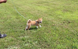 Shiba Inu dogs for sale: Tori - Image 5