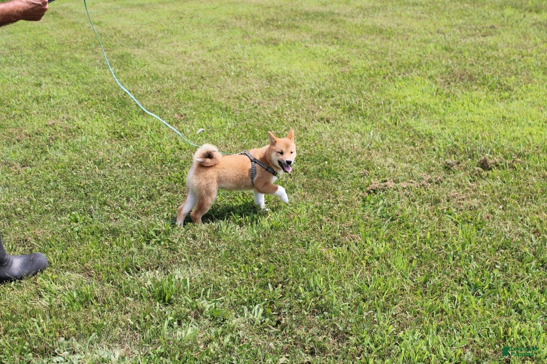 Shiba Inu dogs for sale: Tori - Image 5