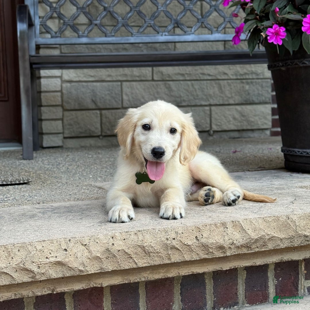 Golden Retriever dogs for sale: Henry - Image 3
