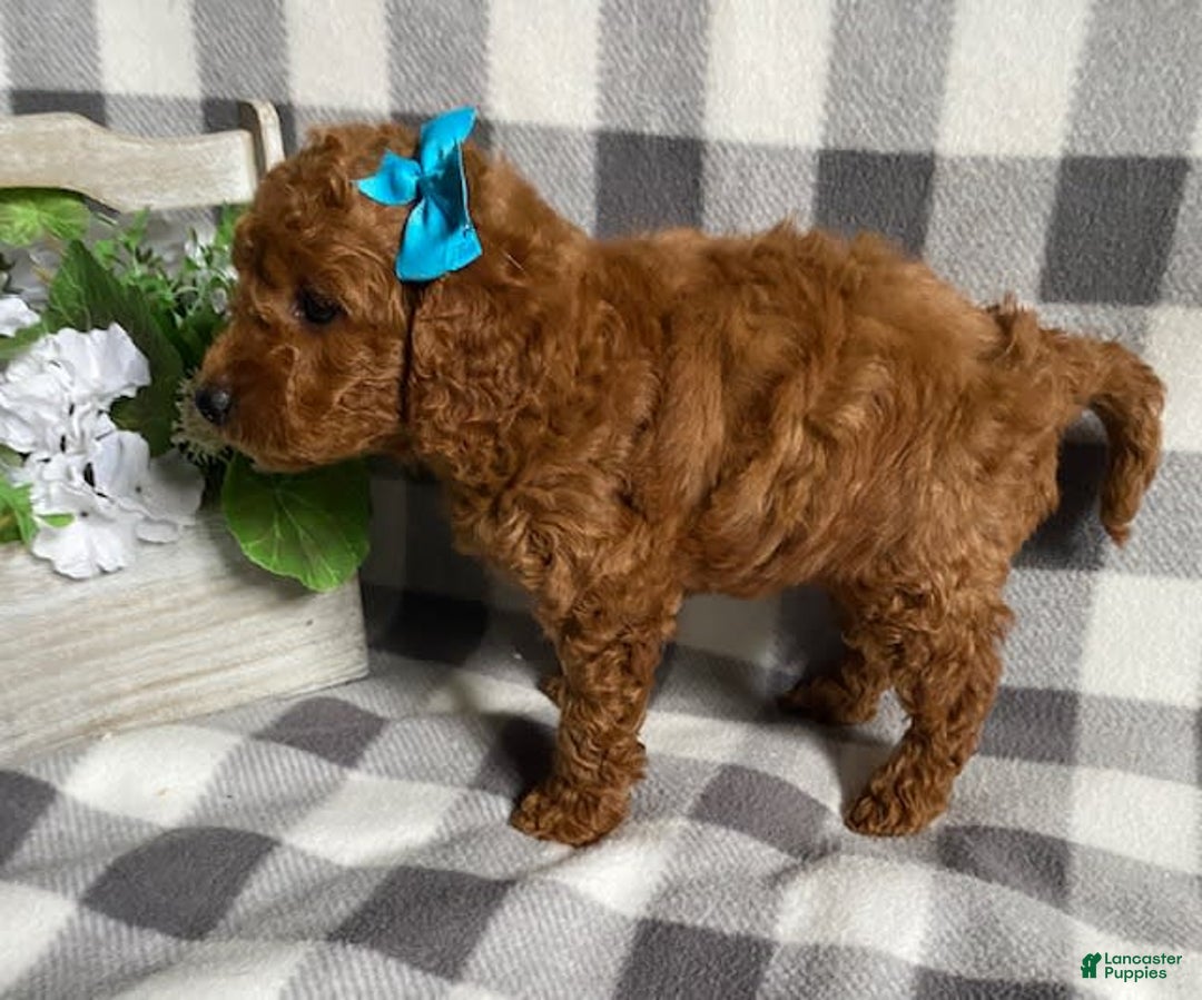 Mini Goldendoodle dogs for sale: Lexi - Image 1