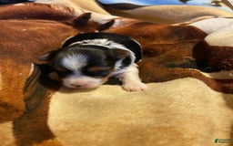 Biewer Terrier dogs for sale: Paris - Image 1