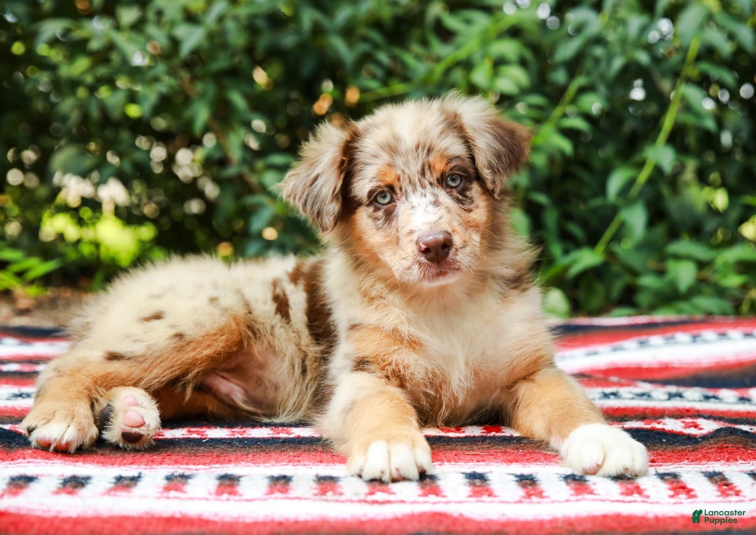 Australian Shepherd dogs for sale: Mikey - Image 7