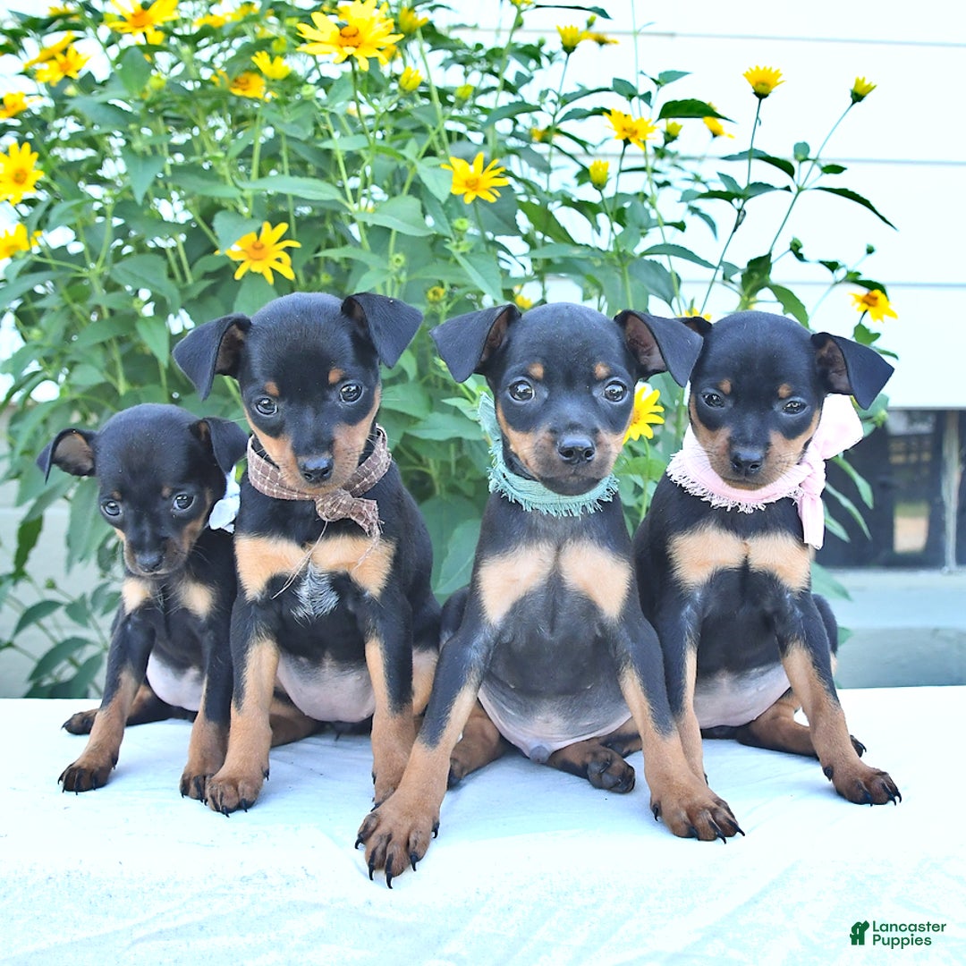 Miniature Pinscher dogs for sale: Cathy - Image 2