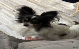 Papillon dogs for sale: Biscuit - Image 5