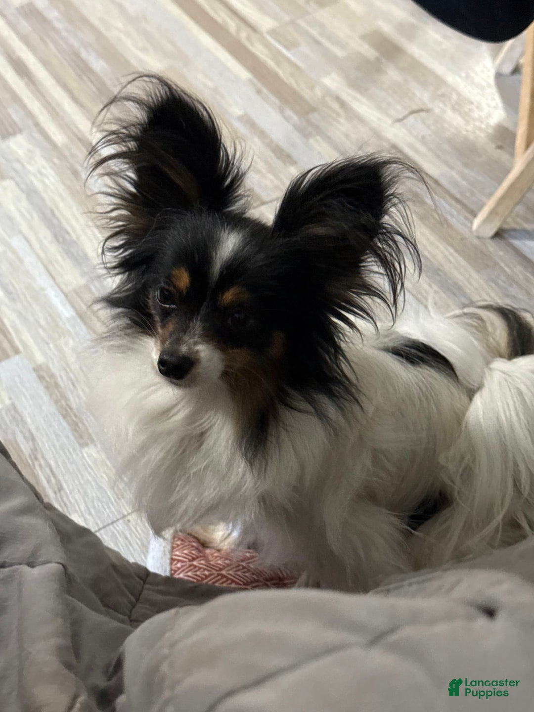 Papillon dogs for sale: Biscuit - Image 5