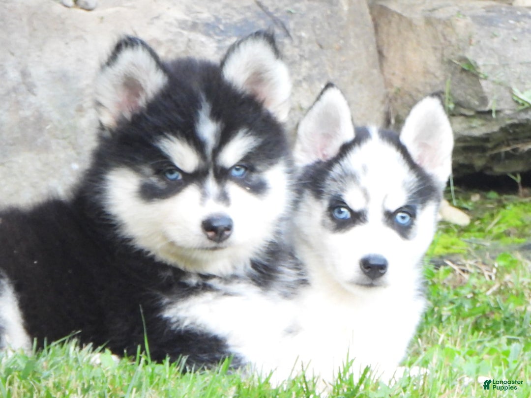Pomsky dogs for sale: Spike - Image 3