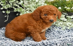 Miniature Poodle dogs for sale: Roscoe - Image 6