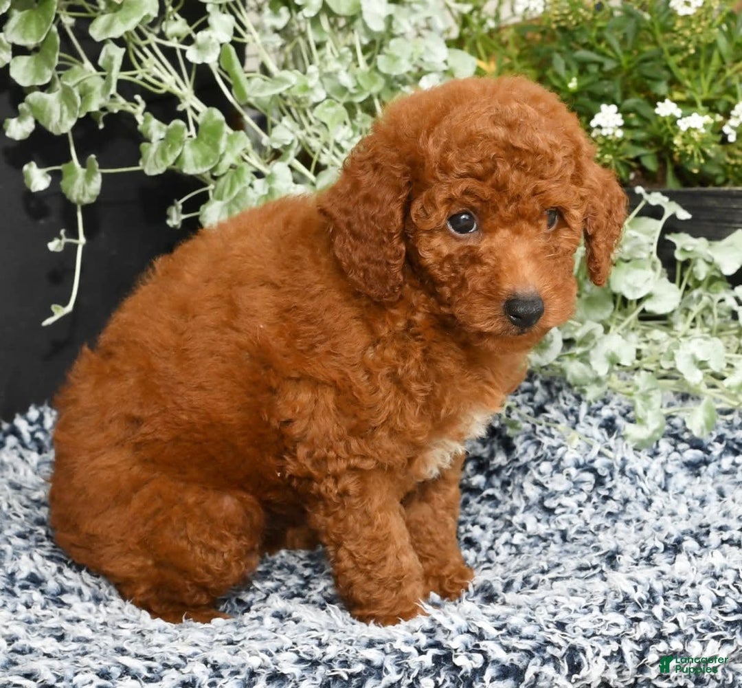 Miniature Poodle dogs for sale: Roscoe - Image 6