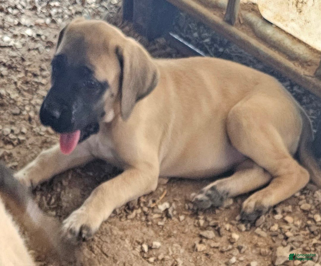 English Mastiff dogs for sale: Feebee - Image 1