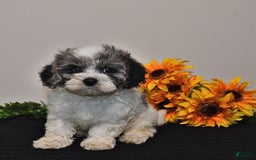 Cavapoo dogs for sale: Joey - Image 3