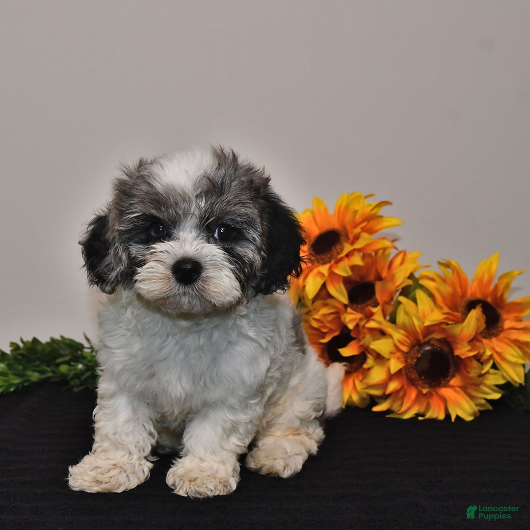 Cavapoo dogs for sale: Joey - Image 3