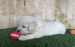 Golden Retriever dogs for sale: Bentley - Image 2