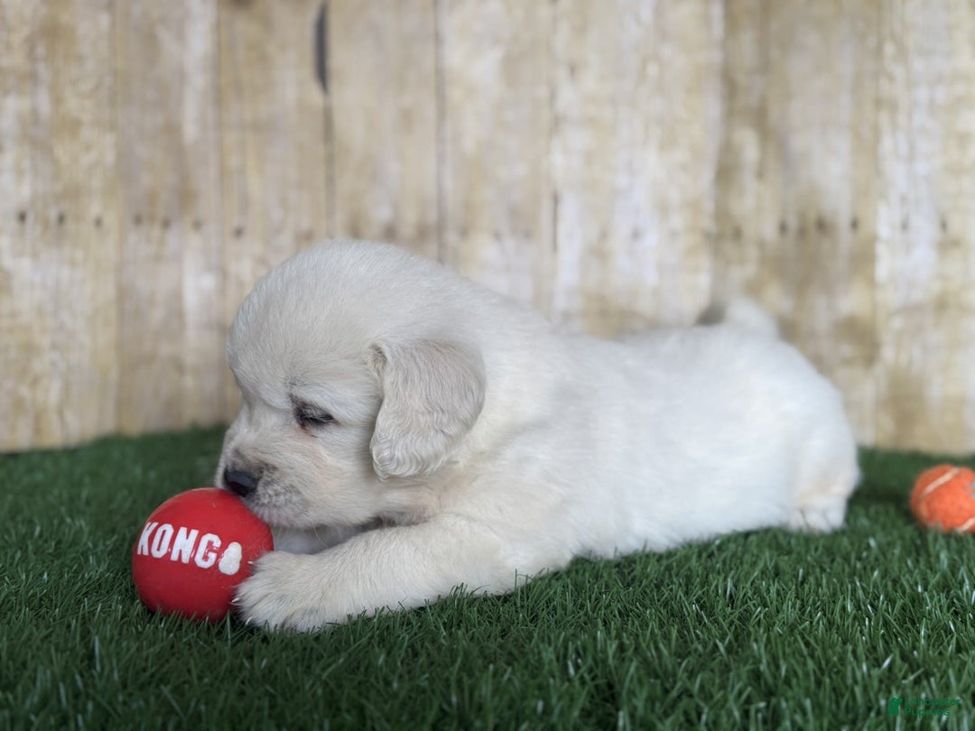 Golden Retriever dogs for sale: Bentley - Image 2