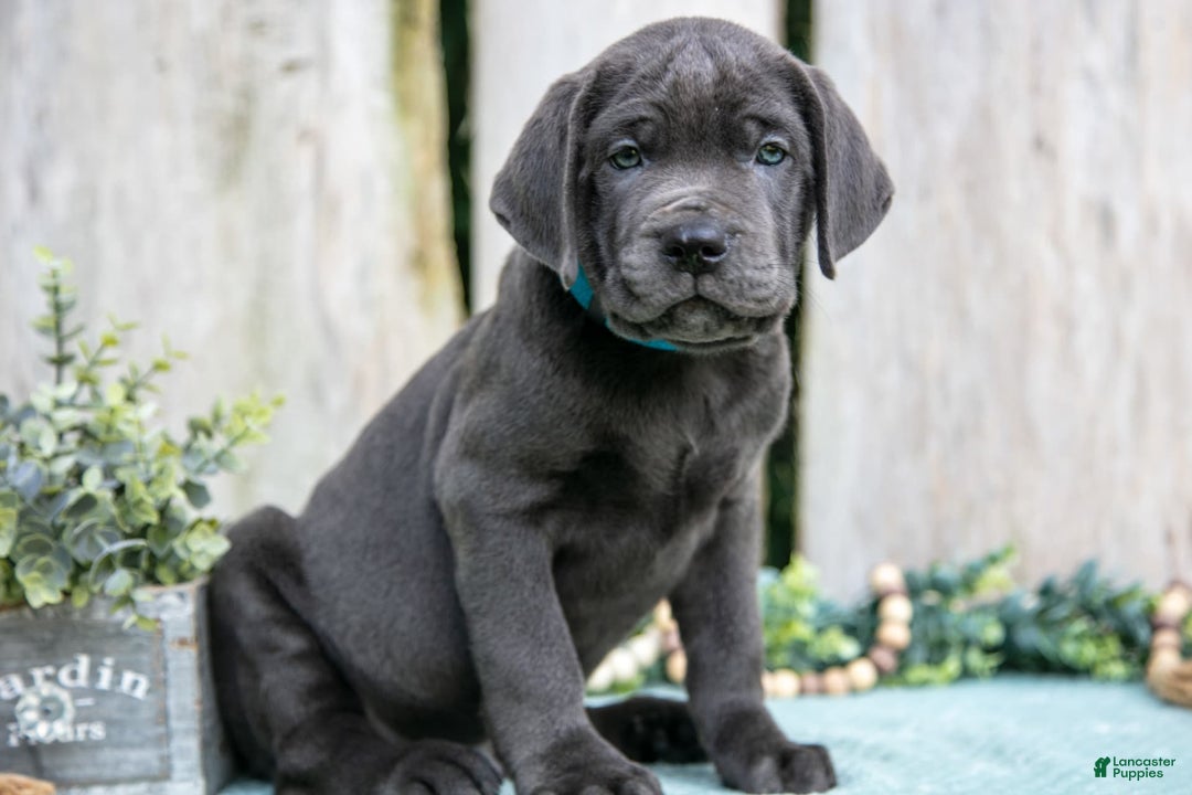Cane Corso dogs for sale: Finn - Image 3