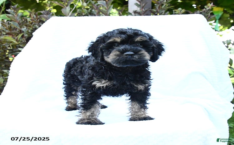 Cockapoo dogs for sale - Ad 4