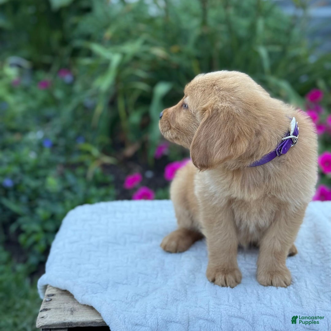 Golden Retriever dogs for sale: Golden Retriever 8 puppies - Image 3
