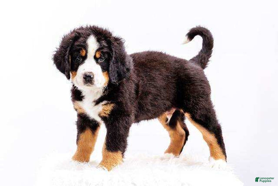 Bernese Mountain Dog dogs for sale: Handsome - Image 1