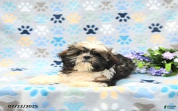 Shih Tzu dogs for sale: Puddles - Image 4