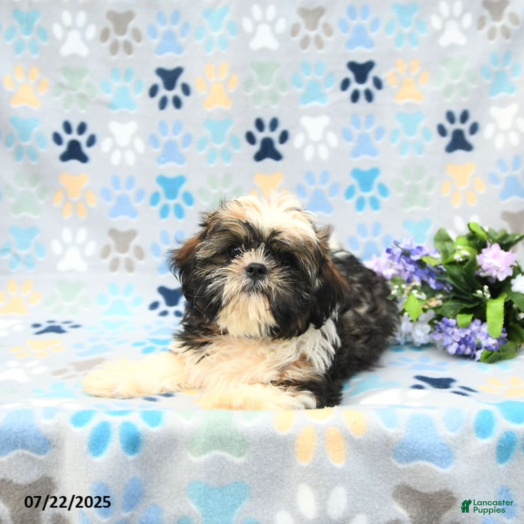 Shih Tzu dogs for sale: Puddles - Image 4