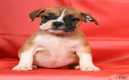 Beabull dogs for sale: Kennedi - Image 4