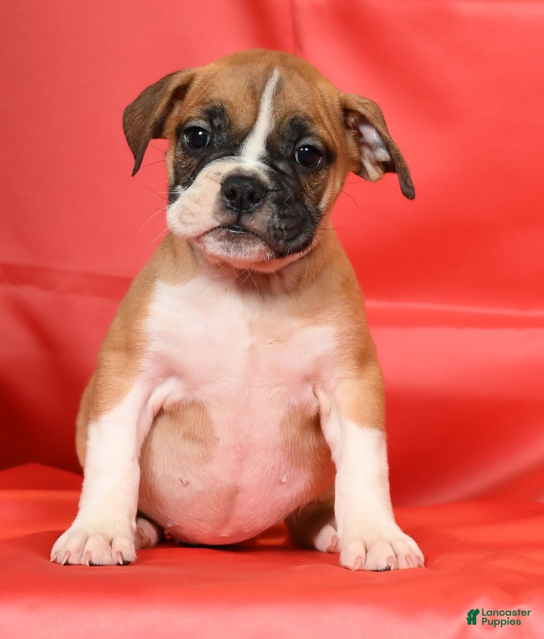 Beabull dogs for sale: Kennedi - Image 4