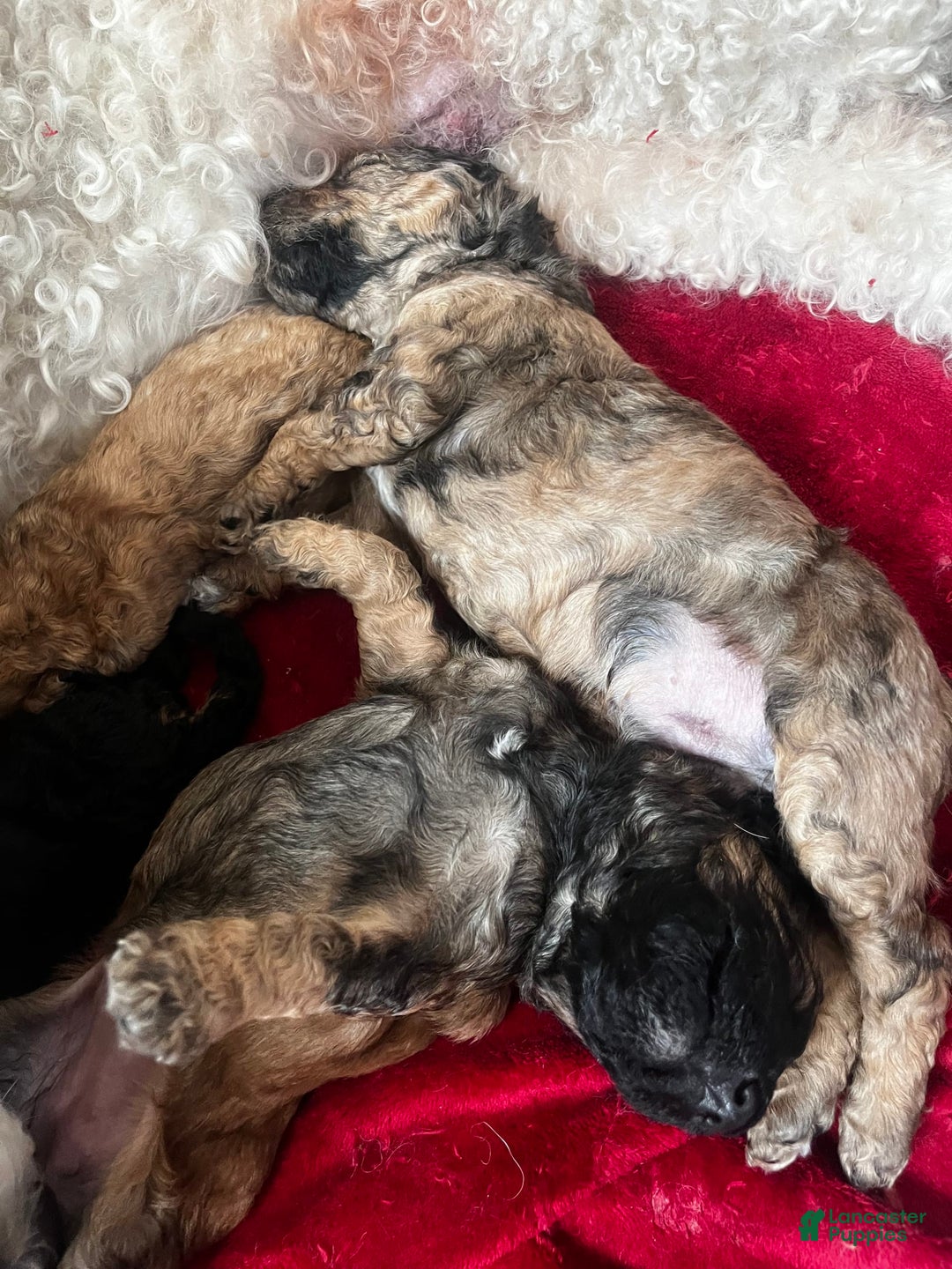 Standard Poodle dogs for sale: Alda - Image 7