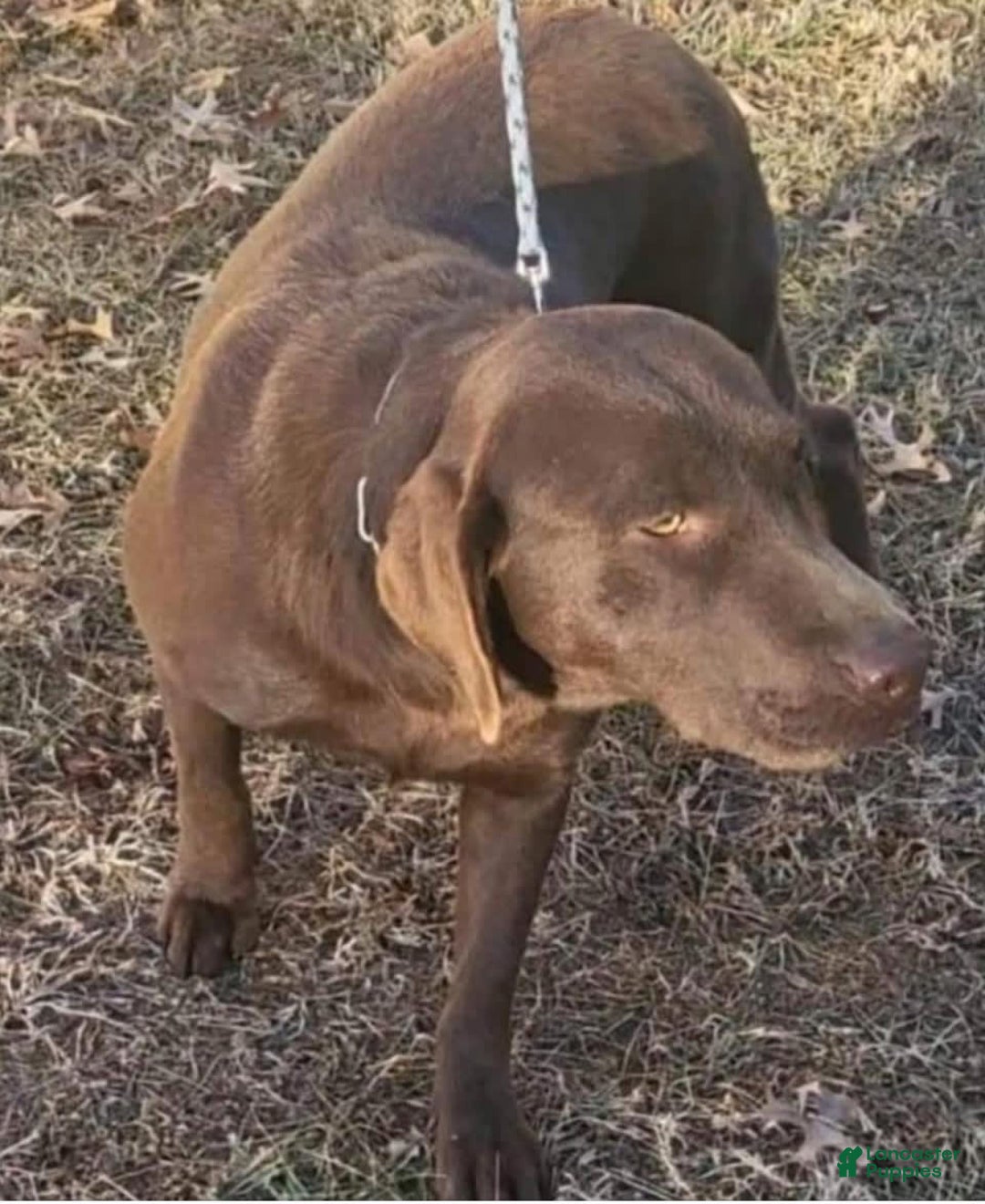 Labrador Retriever dogs for sale: Sparkle - Image 4