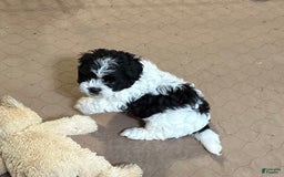 Shihpoo dogs for sale: Oscar - Image 5
