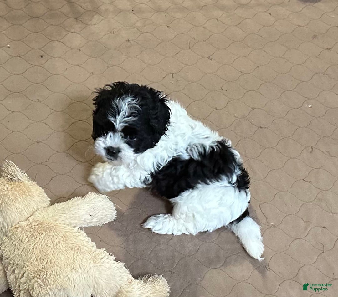 Shihpoo dogs for sale: Oscar - Image 5