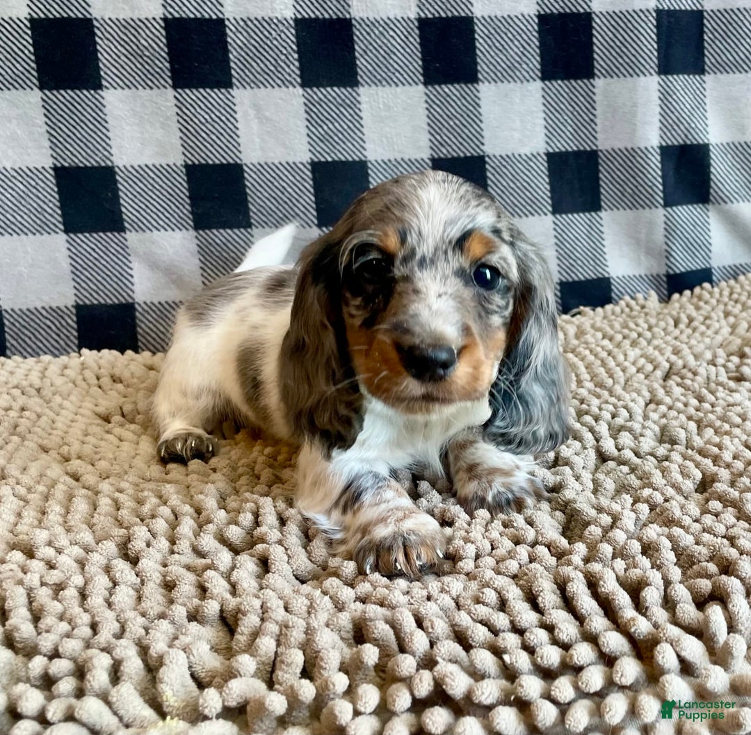 Dachshund dogs for sale: Daniel - Image 3