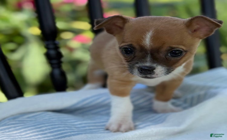 Chihuahua dogs for sale - Ad 5