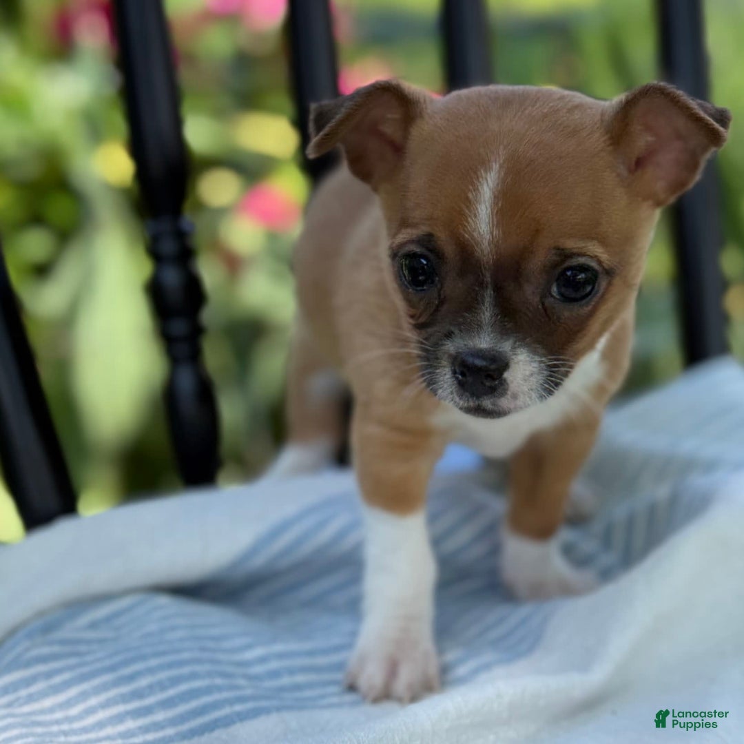 Chihuahua dogs for sale: Harvey - Image 1
