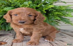 Goldendoodle dogs for sale: Ellie - Image 40