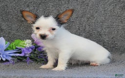 Yorkshire Terrier dogs for sale: Tessa - Image 7