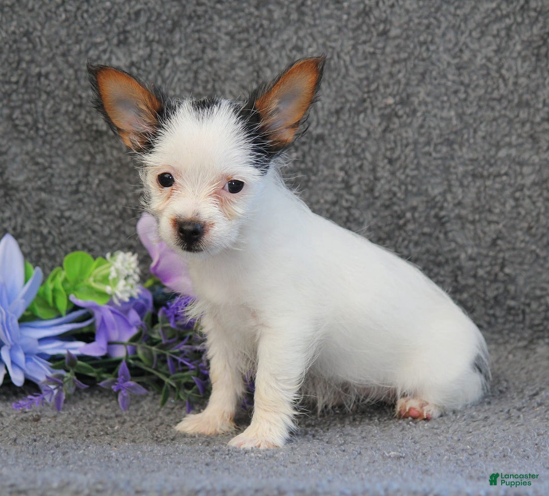 Yorkshire Terrier dogs for sale: Tessa - Image 7