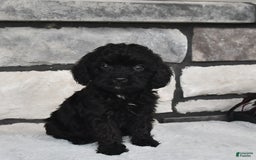 Cavapoo dogs for sale: Cavapoo 5 puppies - Image 1