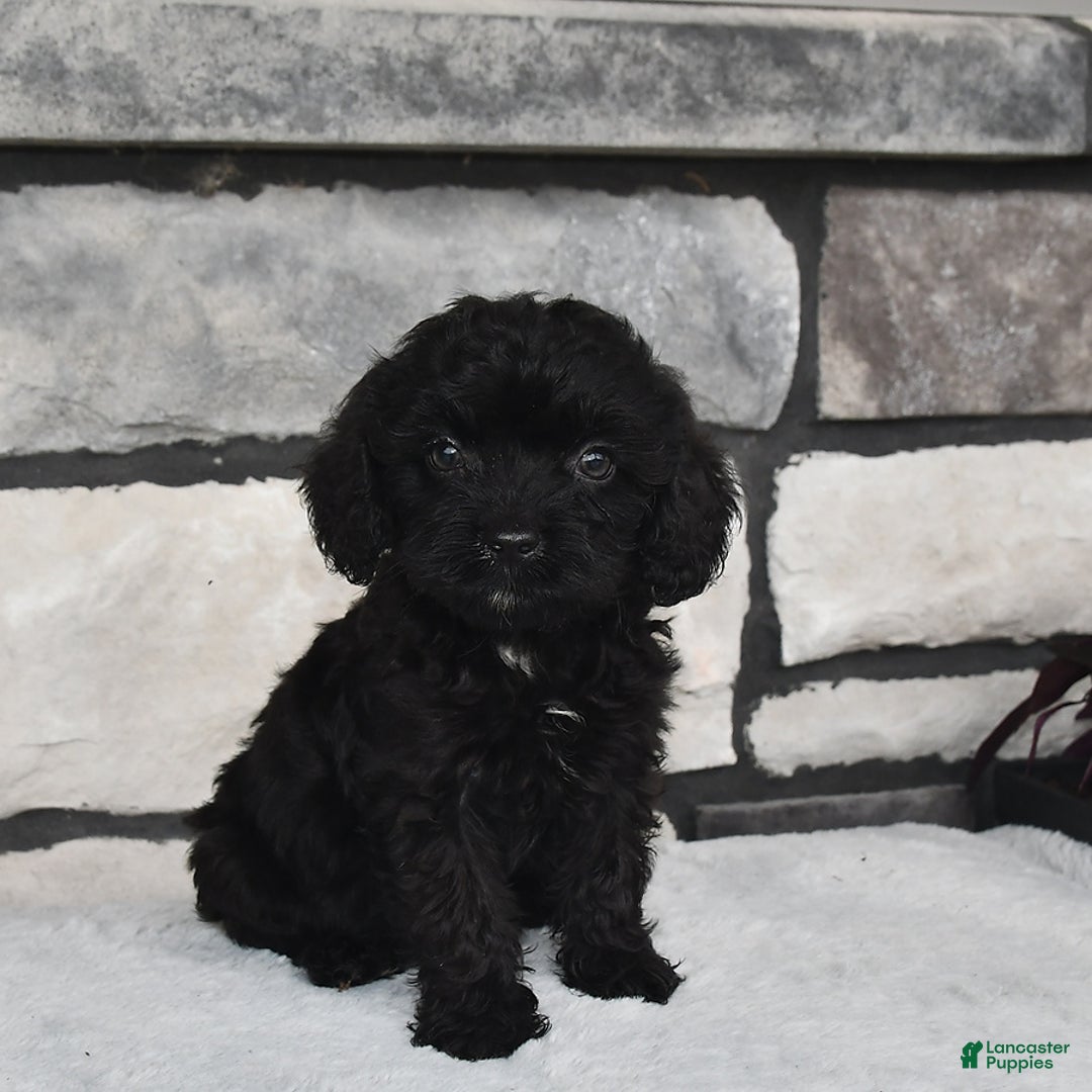 Cavapoo dogs for sale: Cavapoo 5 puppies - Image 1