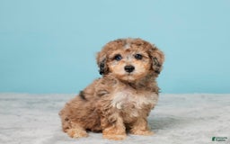 Miniature Poodle dogs for sale: Izzy - Image 4