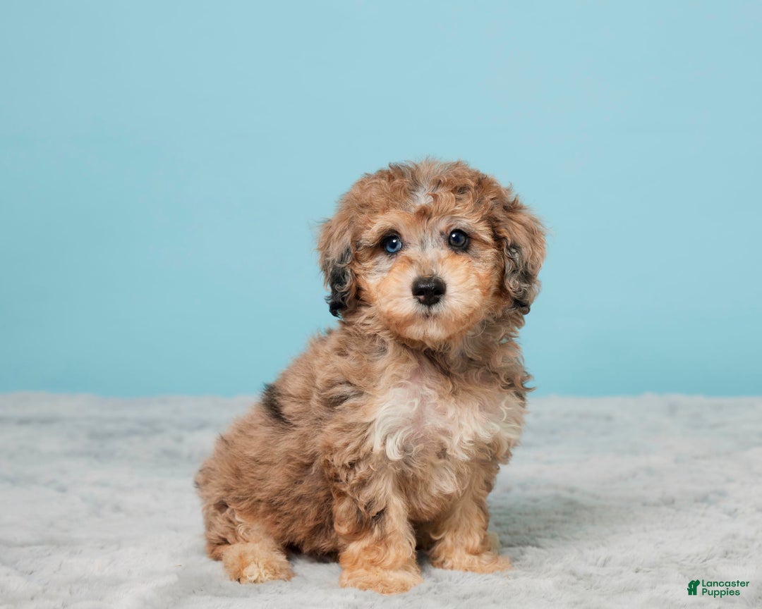Miniature Poodle dogs for sale: Izzy - Image 4