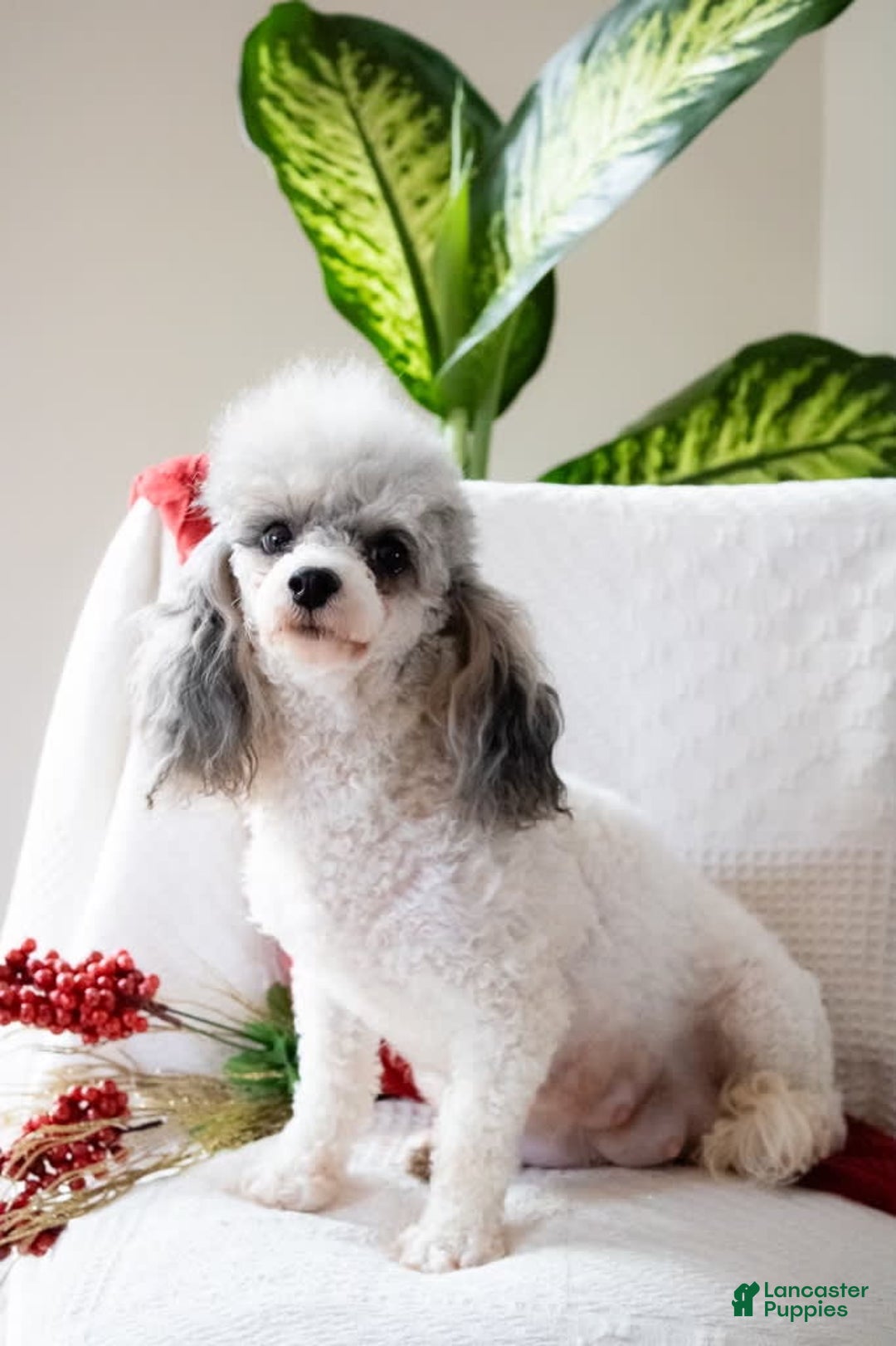 Toy Poodle dogs for sale: Latte - Image 4