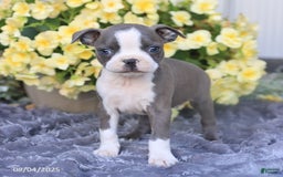Boston Terrier dogs for sale: Happy - Image 5