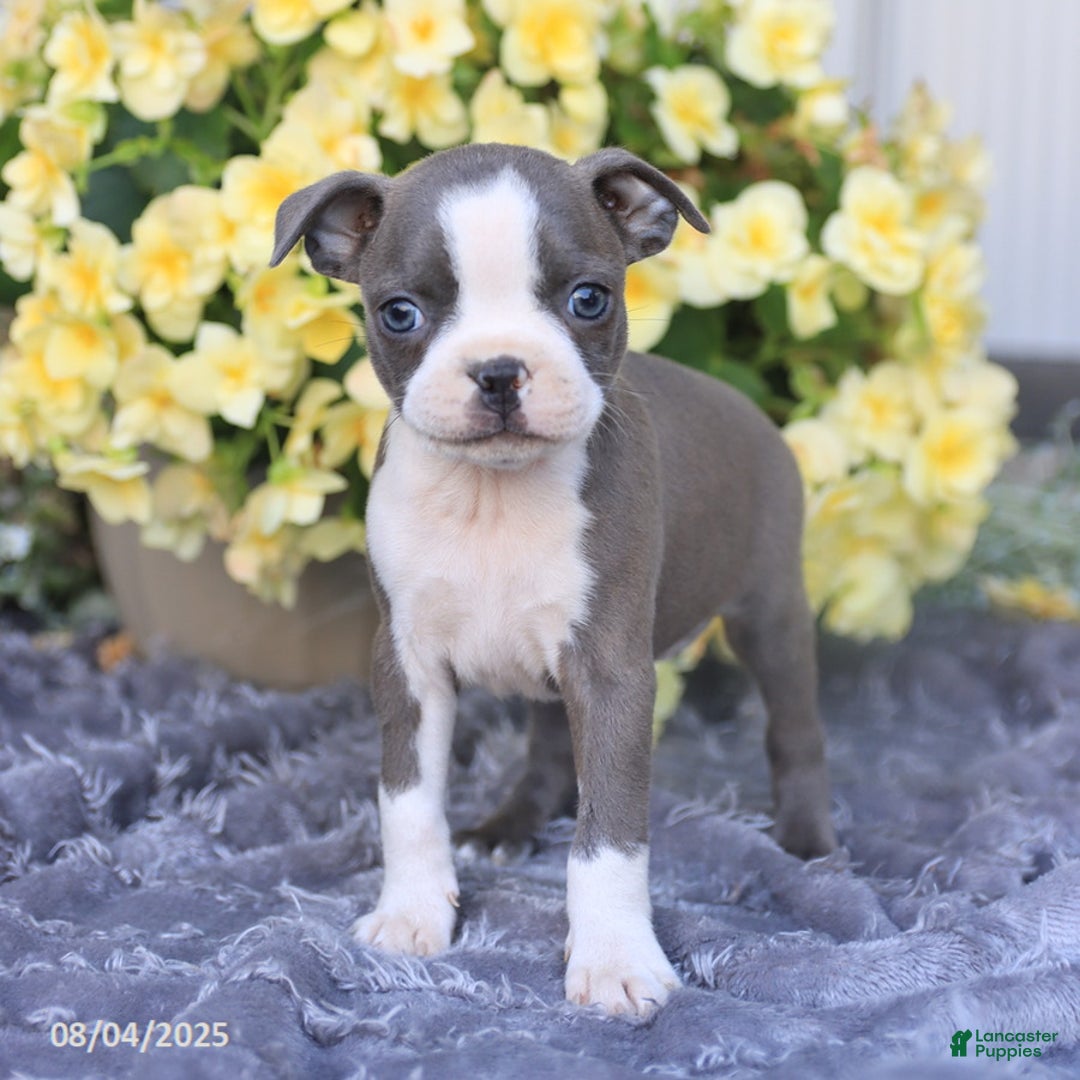 Boston Terrier dogs for sale: Happy - Image 5