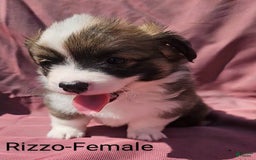 Welsh Corgi Pembroke dogs for sale: Rizzo - Image 2