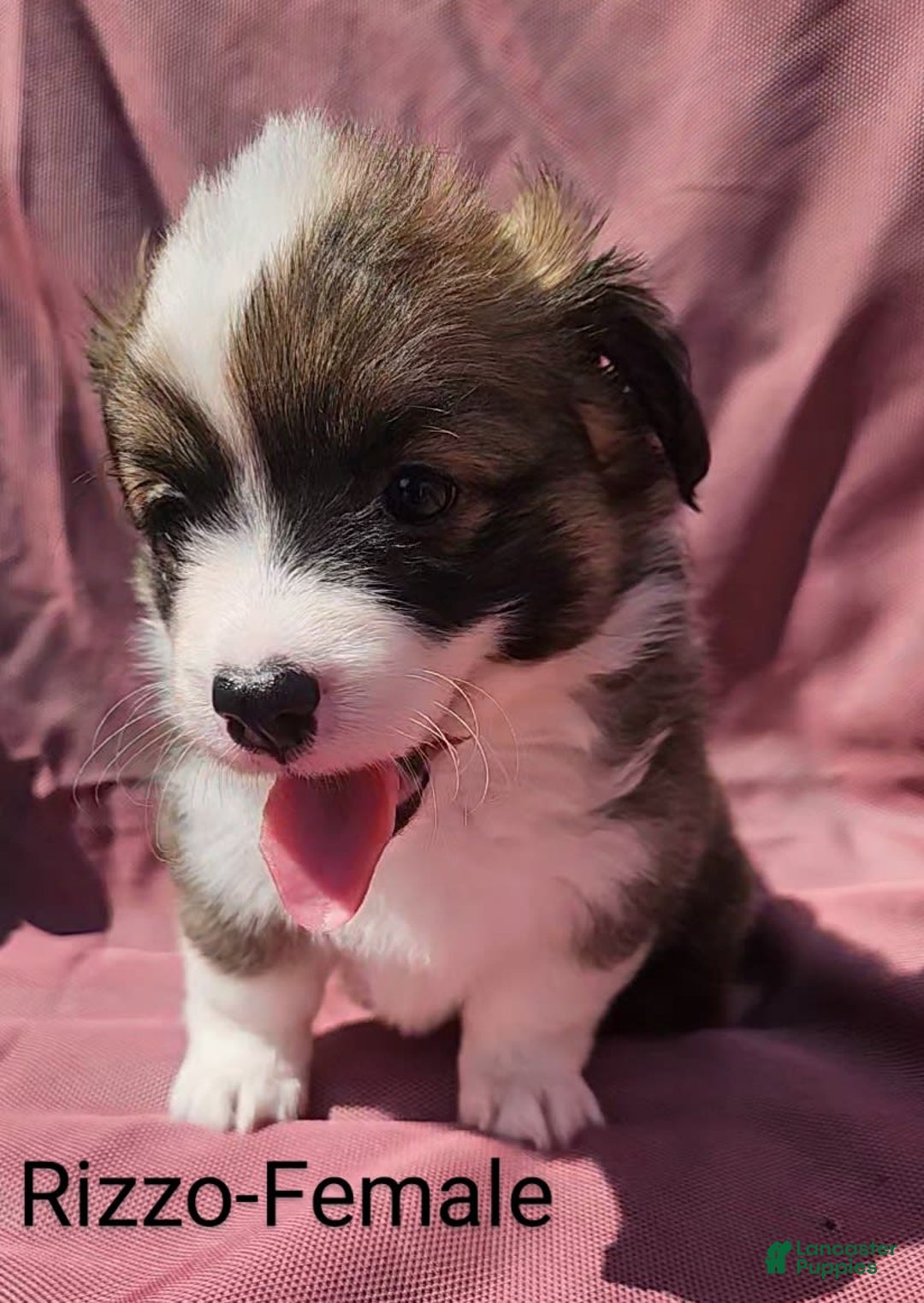 Welsh Corgi Pembroke dogs for sale: Rizzo - Image 2