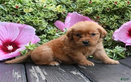 Golden Retriever dogs for sale: Whisper - Image 2
