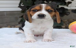 Beagle dogs for sale: Coop - Image 4