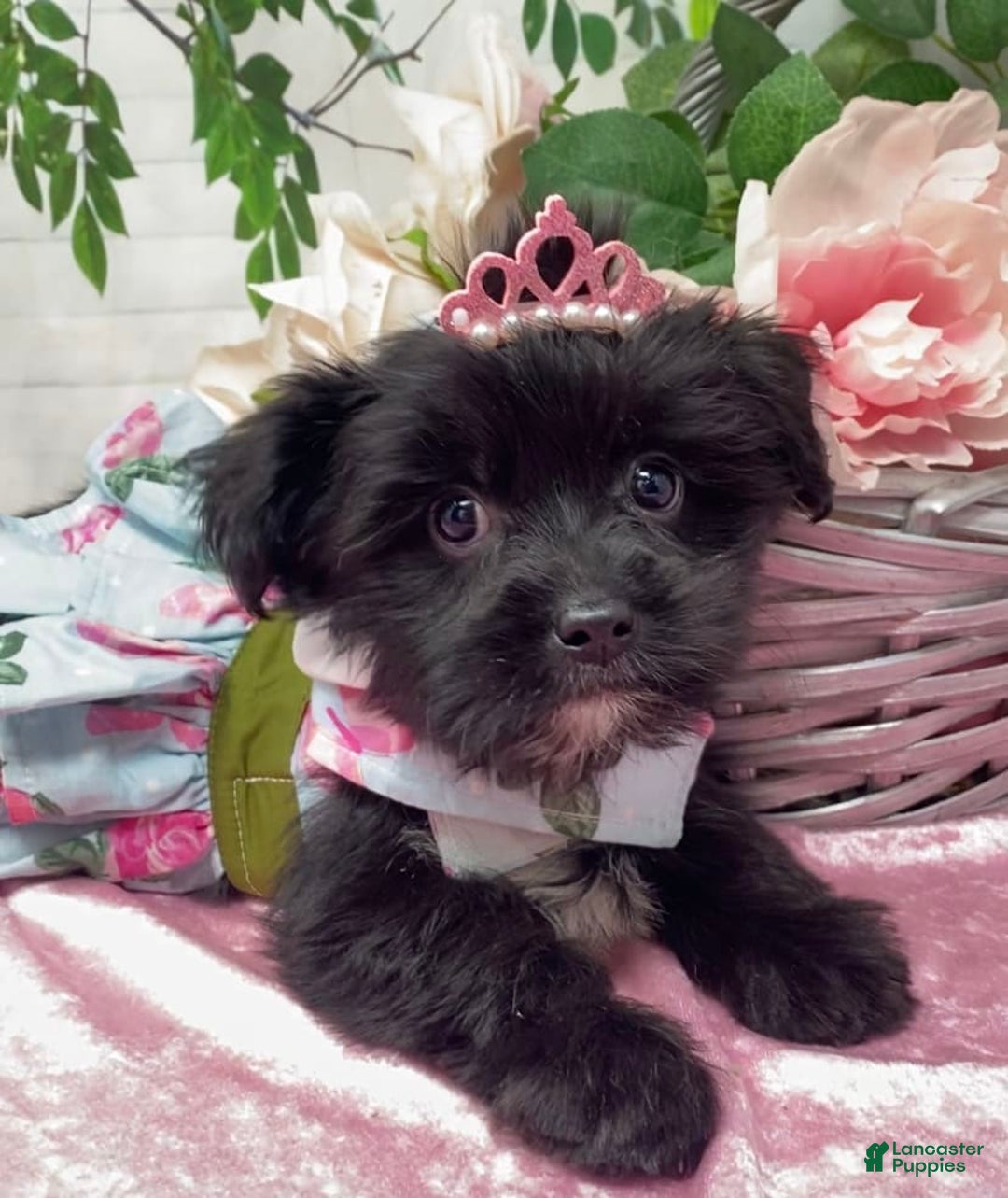 Shorkie dogs for sale: Little Mercedes - Image 9